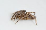 muurzesoog (segestria bavarica) 6-2012 8935-